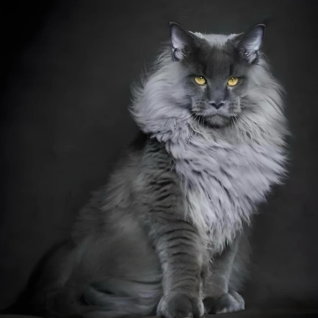 【喵趣缅因猫】双十一领劵拍缅因猫猫咪活体