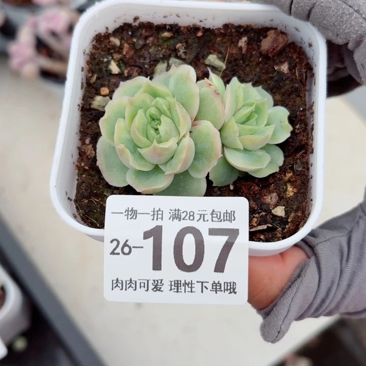 水晶虾饺，无盆土发货多肉