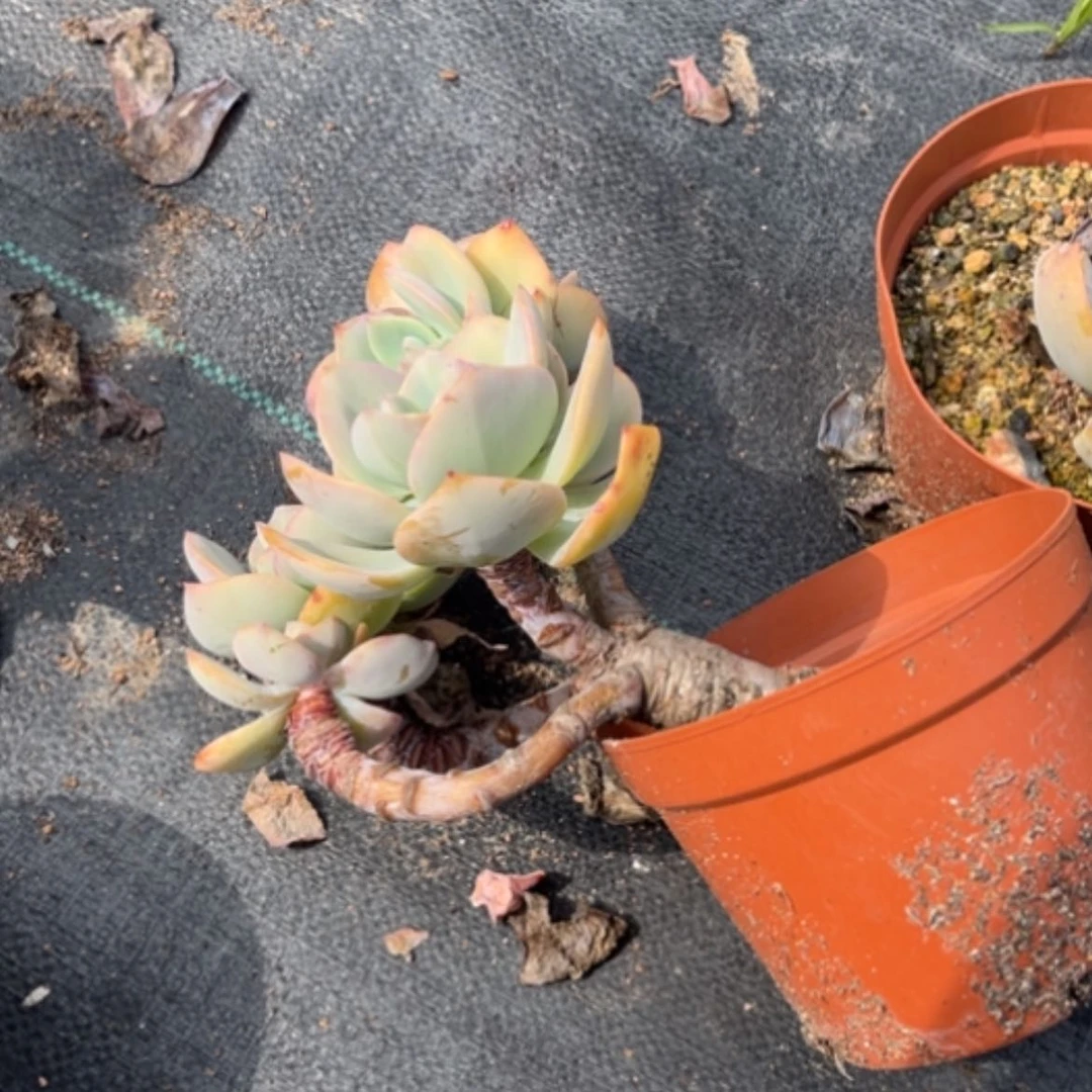 【闪购商品】顺**羊白凤