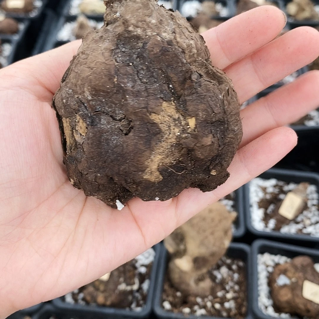 一叶诺瓦龟芽点超多