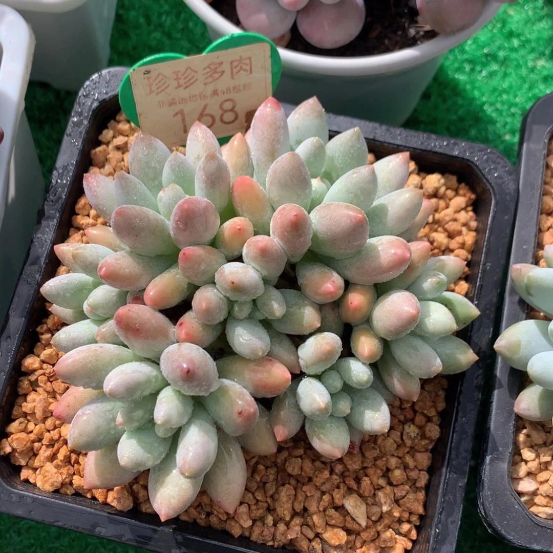 胖体所罗门无砍平头168