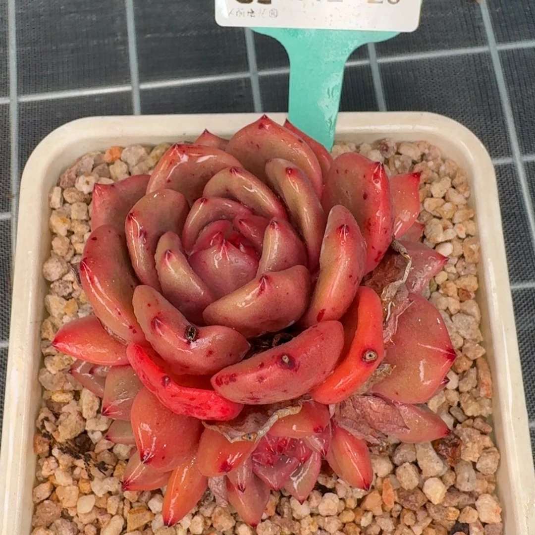 从前慢花园精选0112-20