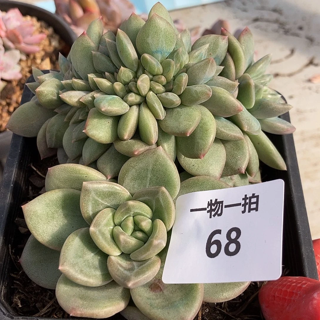 68 号一物一拍不退不换