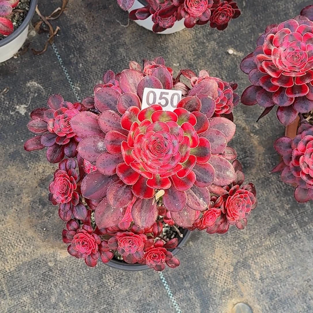 050香奈儿半木质桩多肉植物