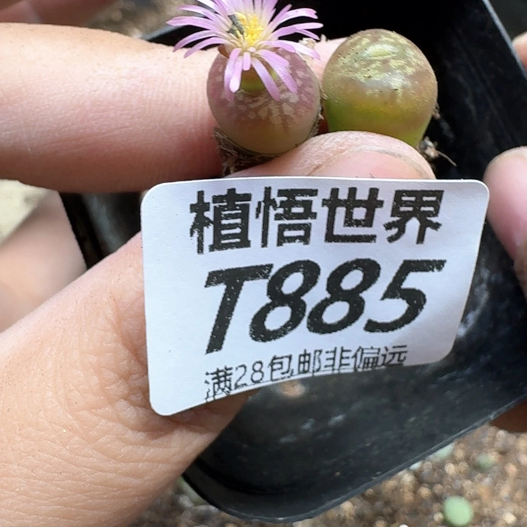 多肉植物的润泽的跟v
