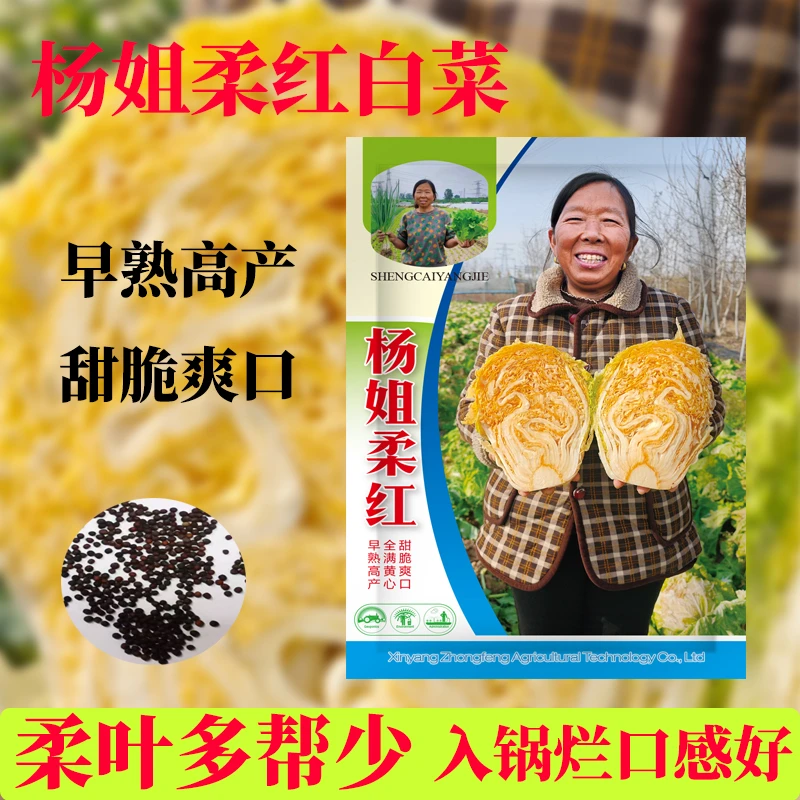 [杨姐推荐]柔红大白菜种子早熟黄心包头白菜种子柔叶多帮少