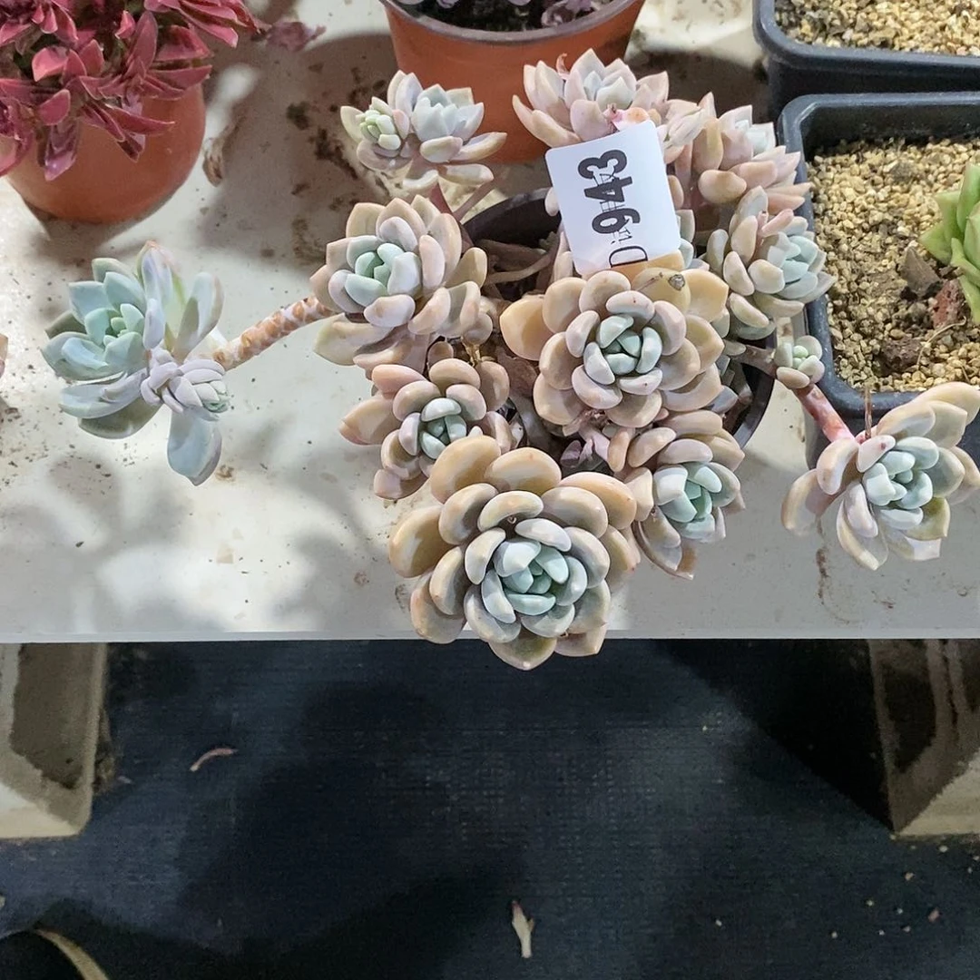 姐**_943克洛伊多肉植物