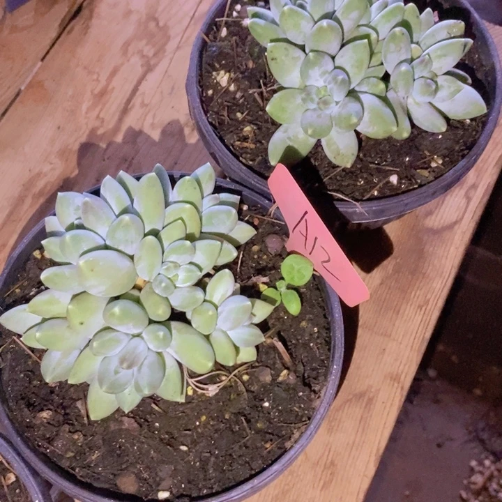 这个我是很看好啊