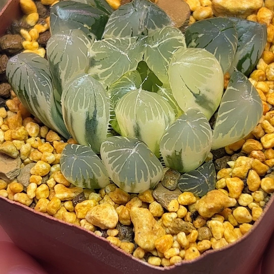 糊斑夏沫锦十二卷多肉
