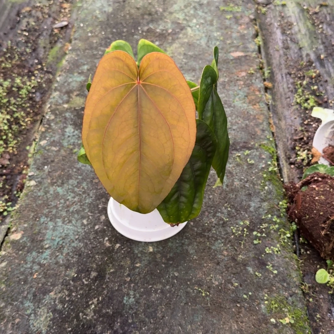 无花朵进口侧芽南美戴斯