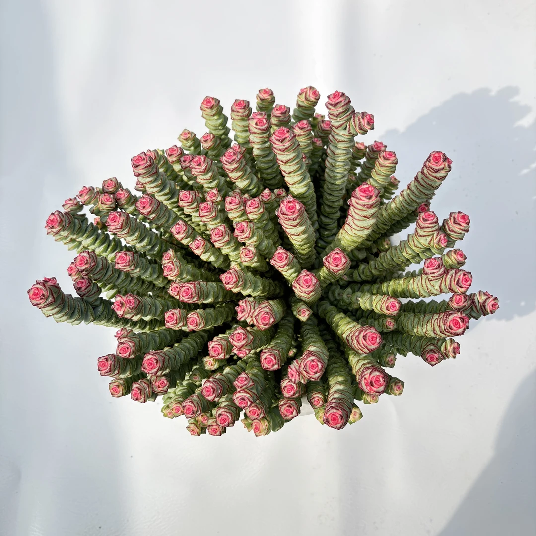 钱多多 （带盆土）呆呆多肉植物 18包邮 新手好养云南基地直销