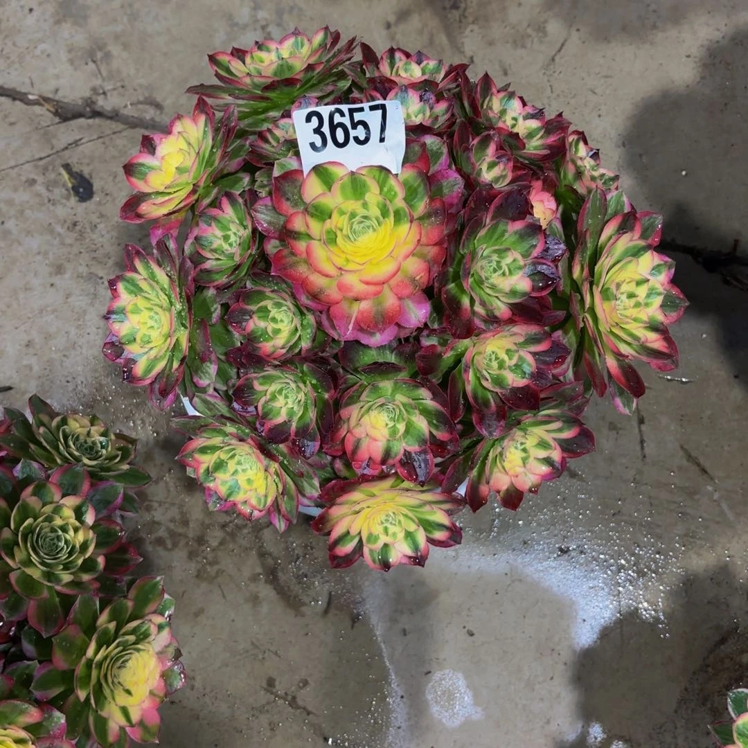 小****无花朵3657粉海王11111