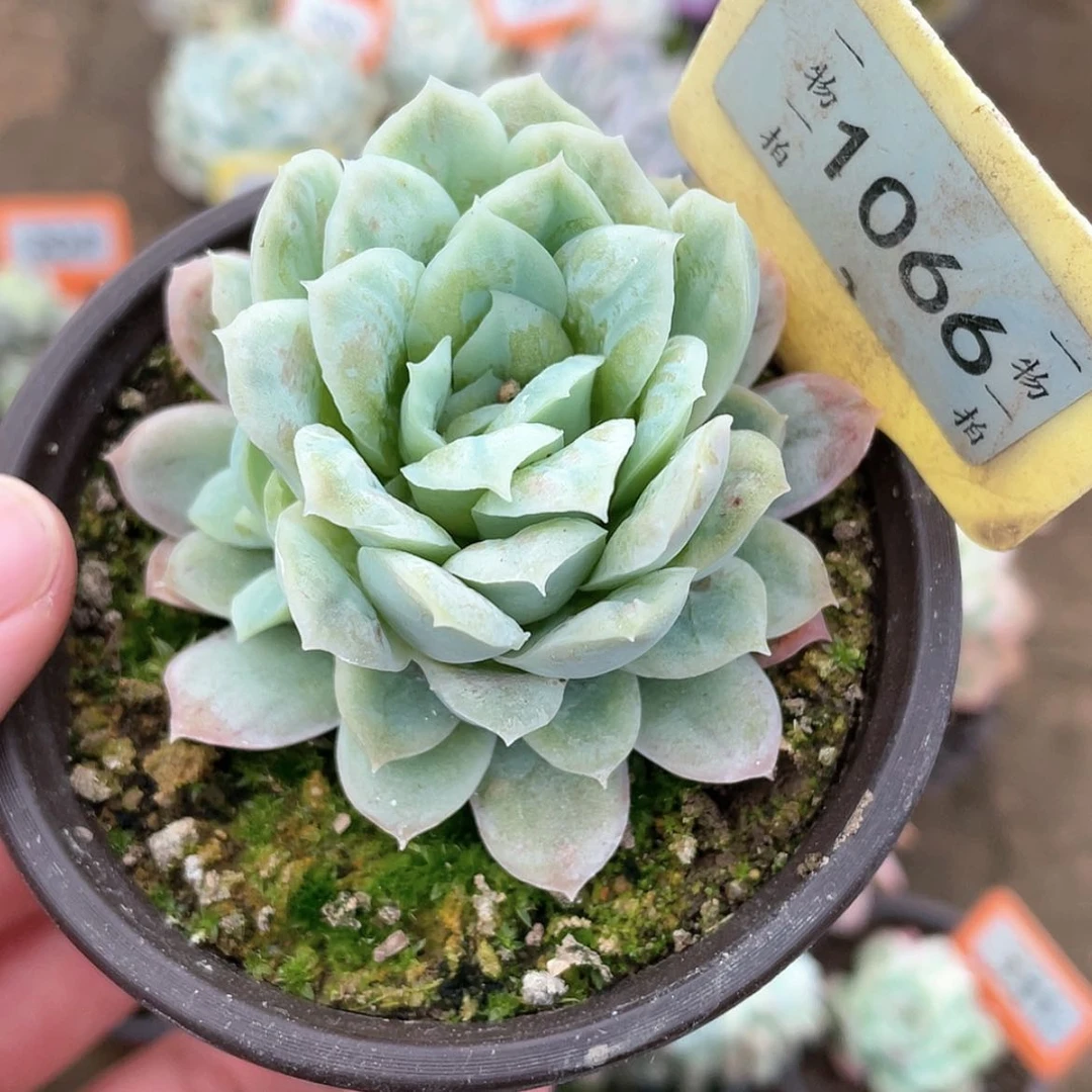 【闪购商品】1066号