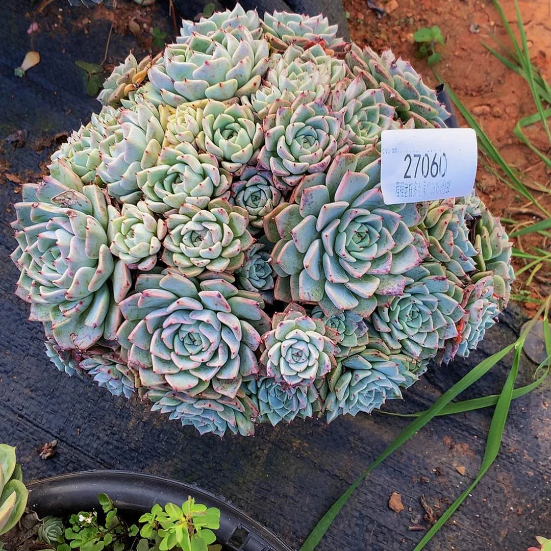 八***麻沙罗姬27060多肉多肉