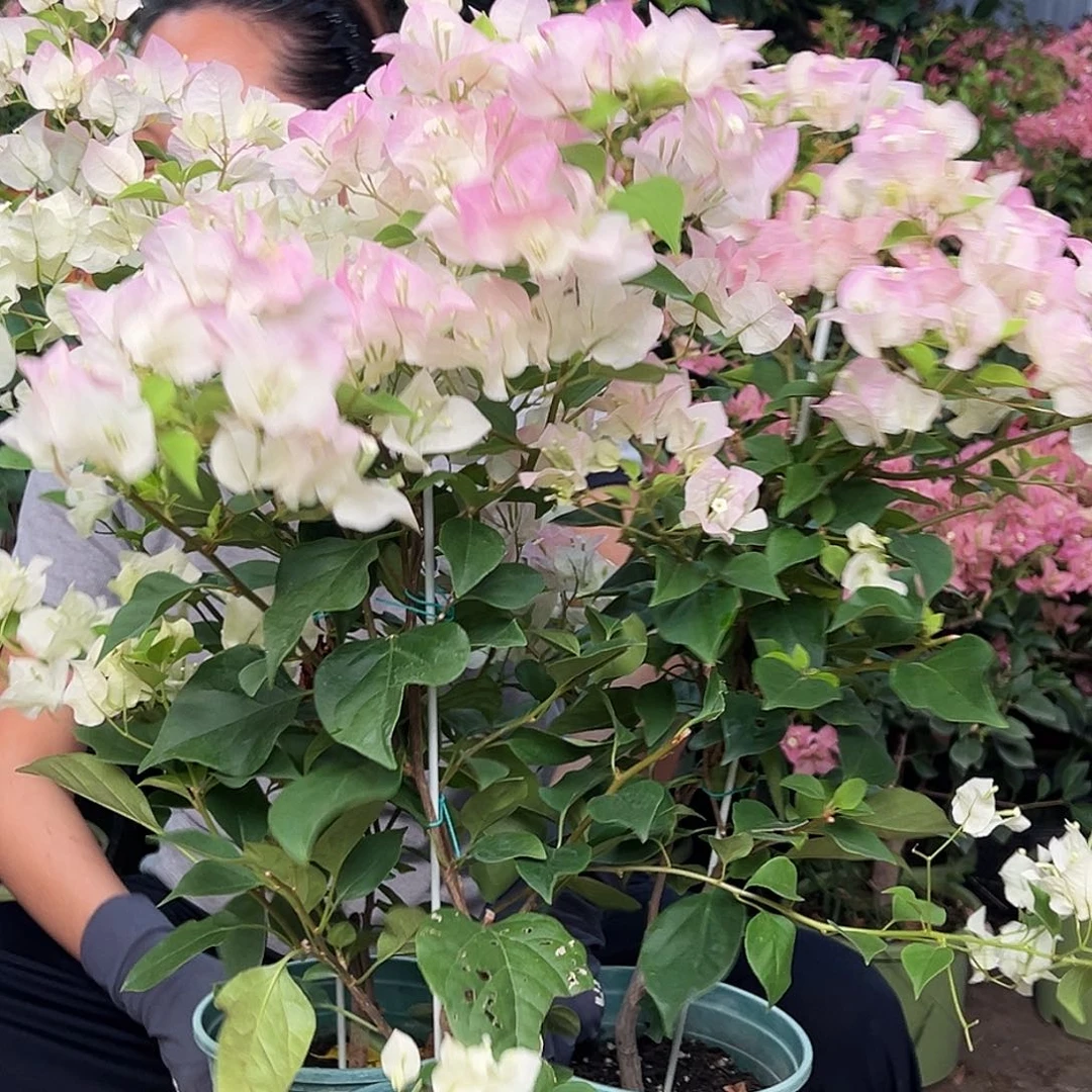 当前无花栽培后可以开花绿樱带竹一颗