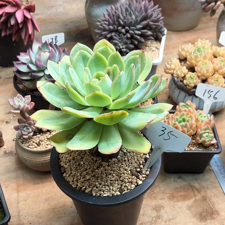 多肉植物，晨露35号