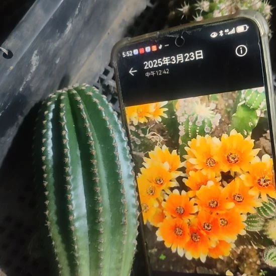 仙人球金刚鹅黄侧芽