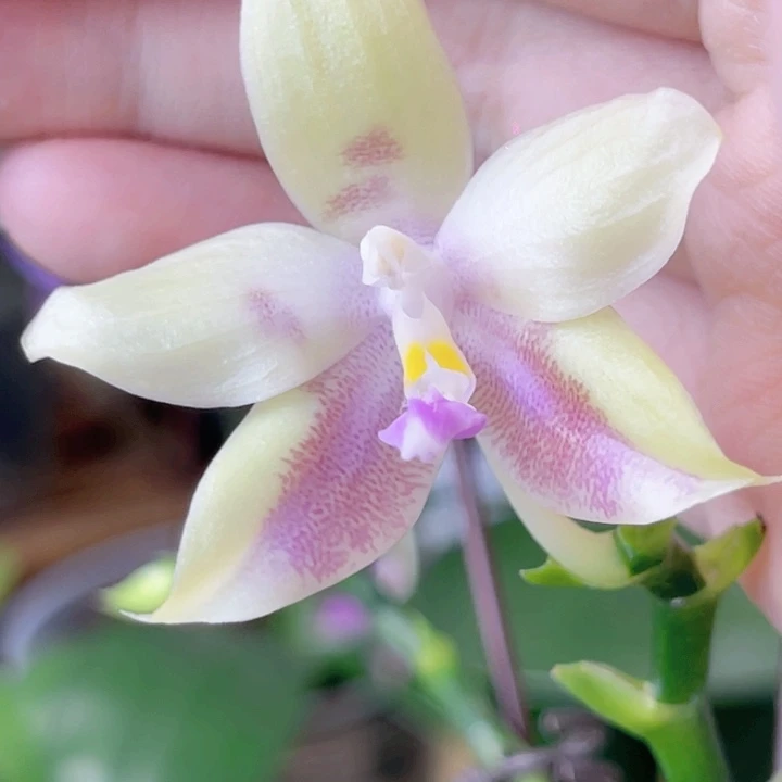 完全开放K22052-468