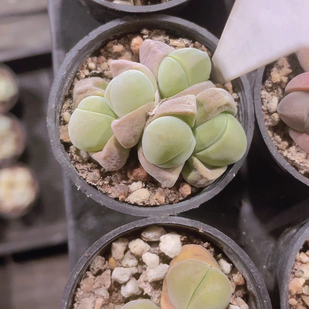 晶*无比玉a023一物一拍