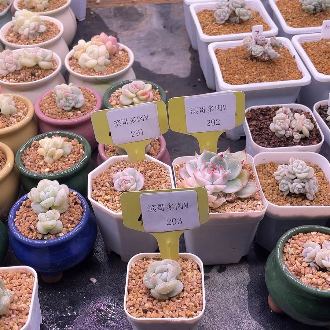 花*滨哥多肉M291，292吉娃娃锦293赠品