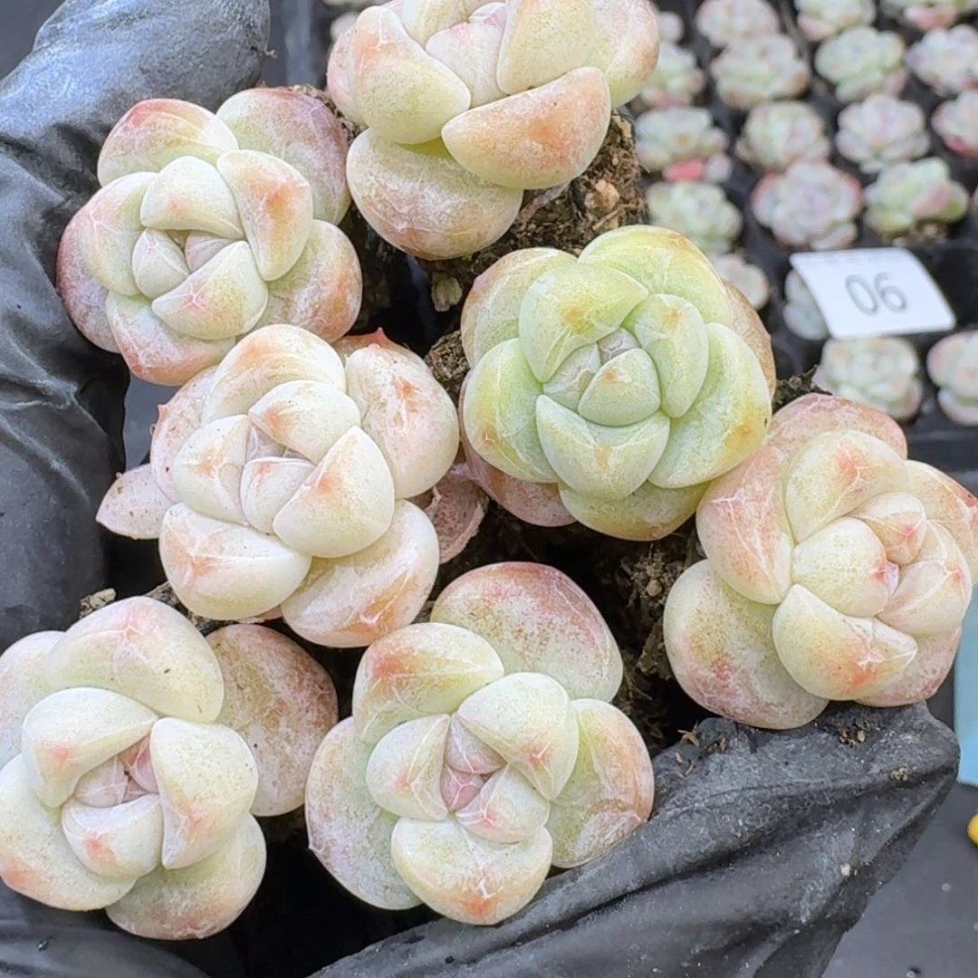 06号到手8颗江北多肉