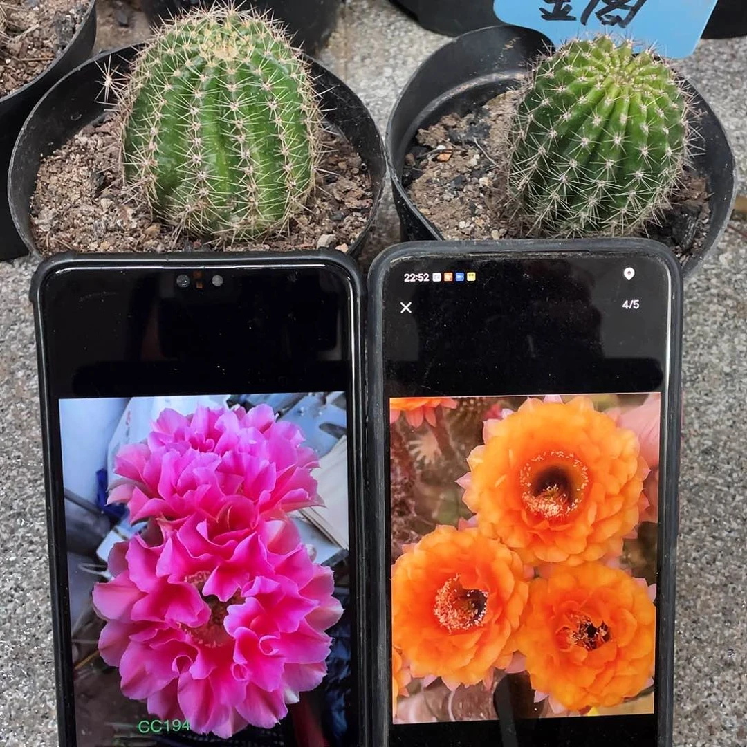 Cc194哇塞和金阁自根球4公分以上