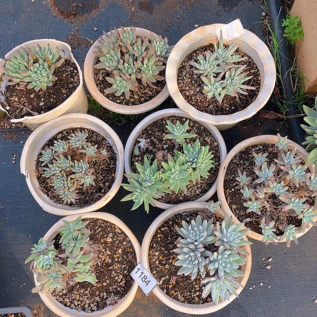 8颗仙女杯组合不售后1184