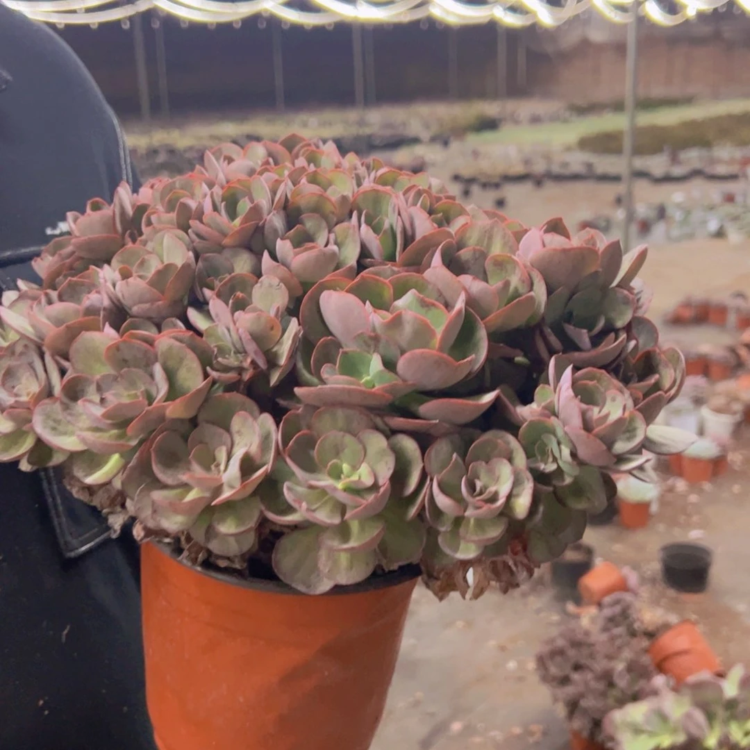 玫瑰秀妍大盆整装，250杯