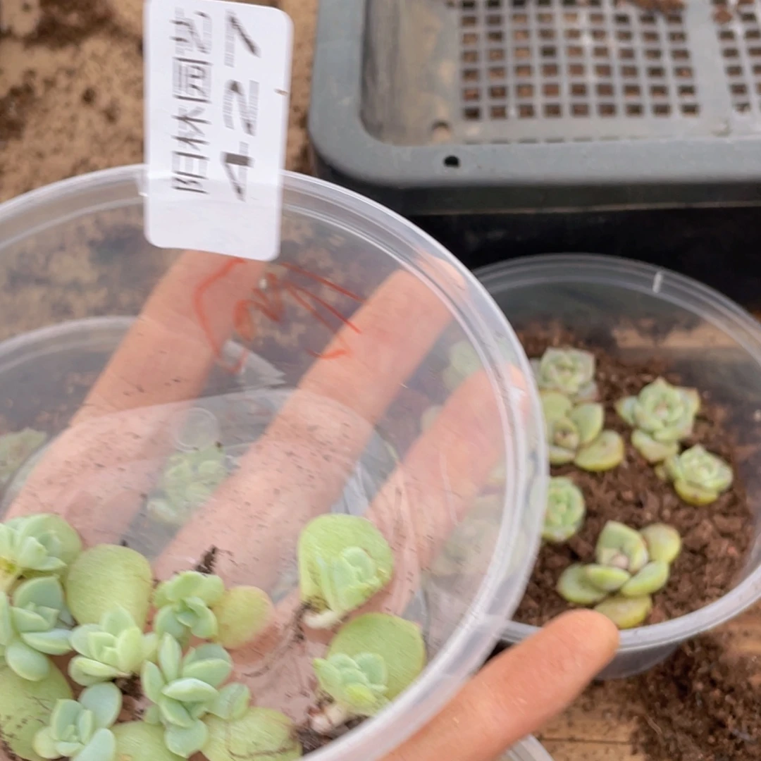 ?****✨多肉植物多肉植物427