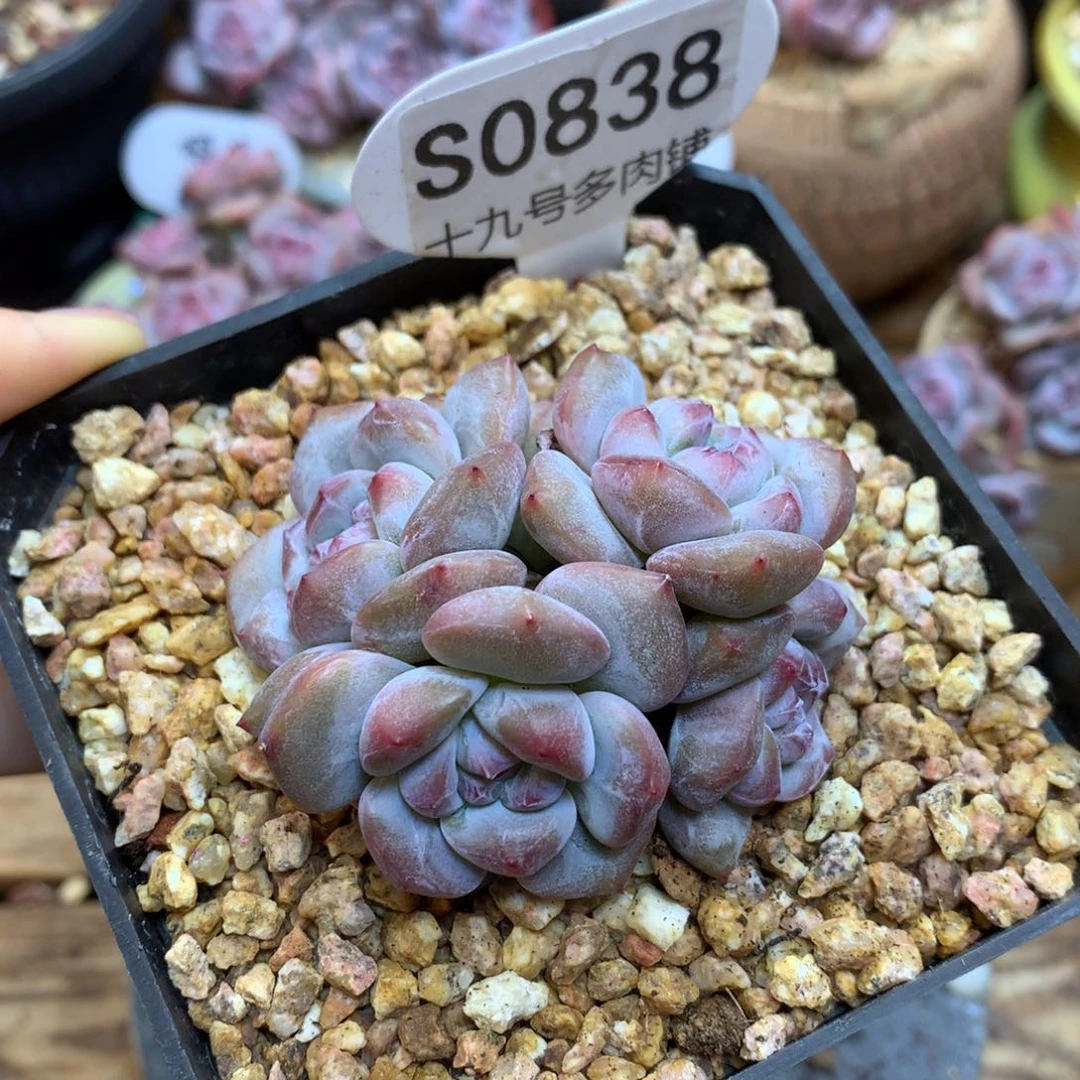 S0838 突尼斯星影 模特同款 福利