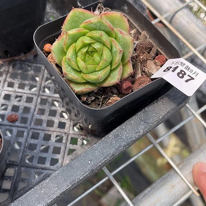 阿雅园艺。       8187