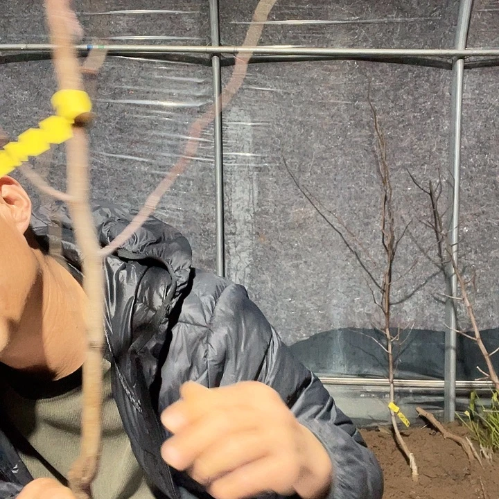 知***乐无花朵蜜罐一物一拍树苗