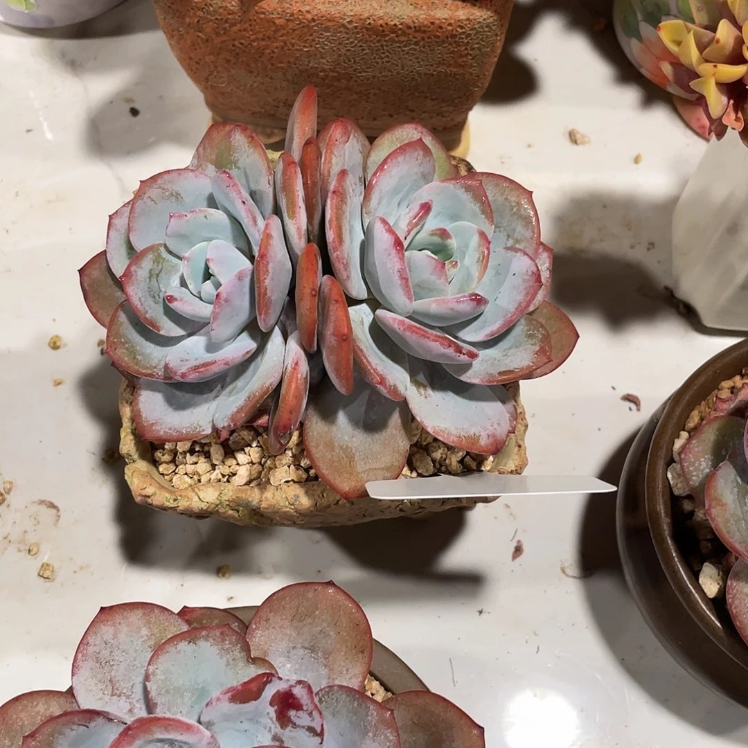 奶茶双头脱土发货