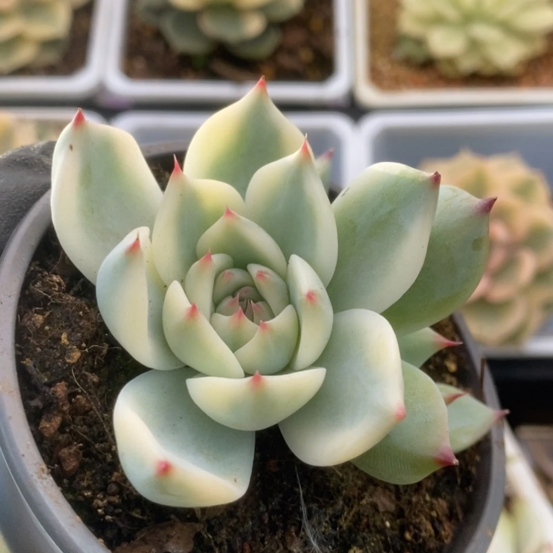 171锦锦锦锦锦锦锦锦