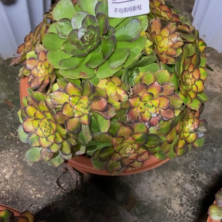 【闪购商品】?**?523海王七彩多肉