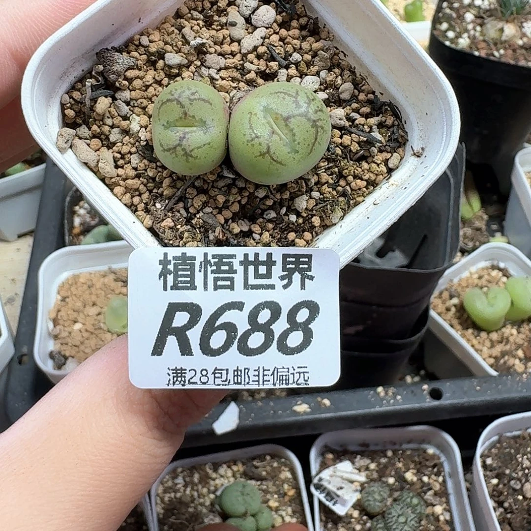 多肉植物的人生历程的