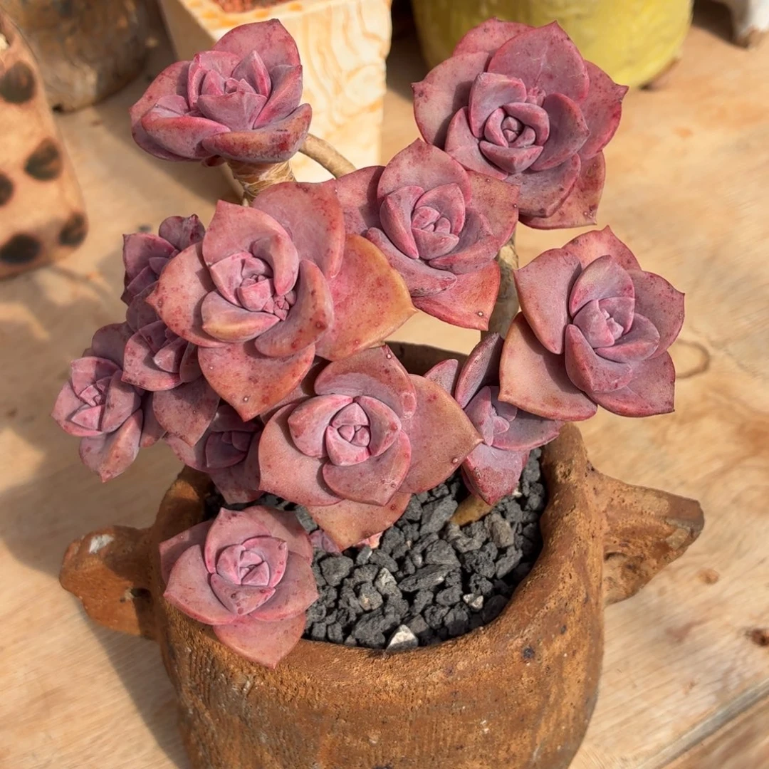 多肉植物 彩虹糖-4