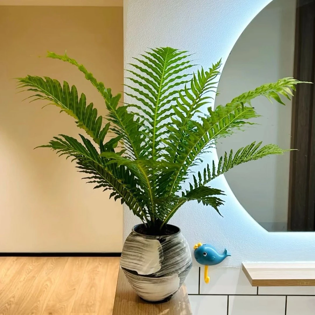 富贵蕨大型绿植客厅办公室净化空气四季常青室内盆栽