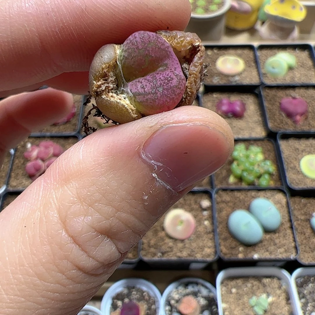 【闪购商品】336 变异