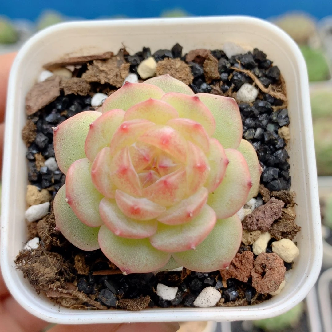 58包邮  群生不包整48