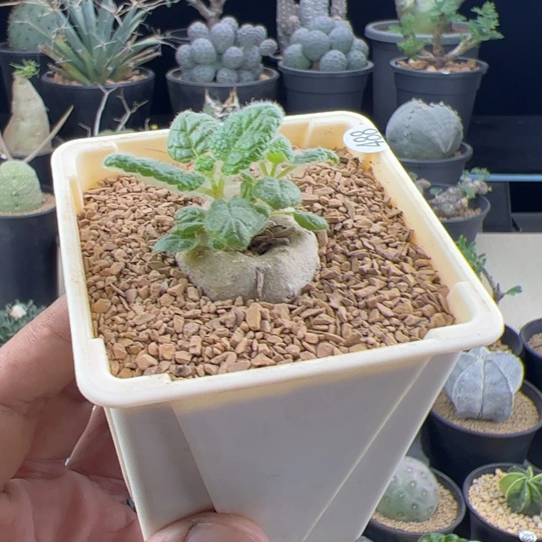断崖王子一物一拍