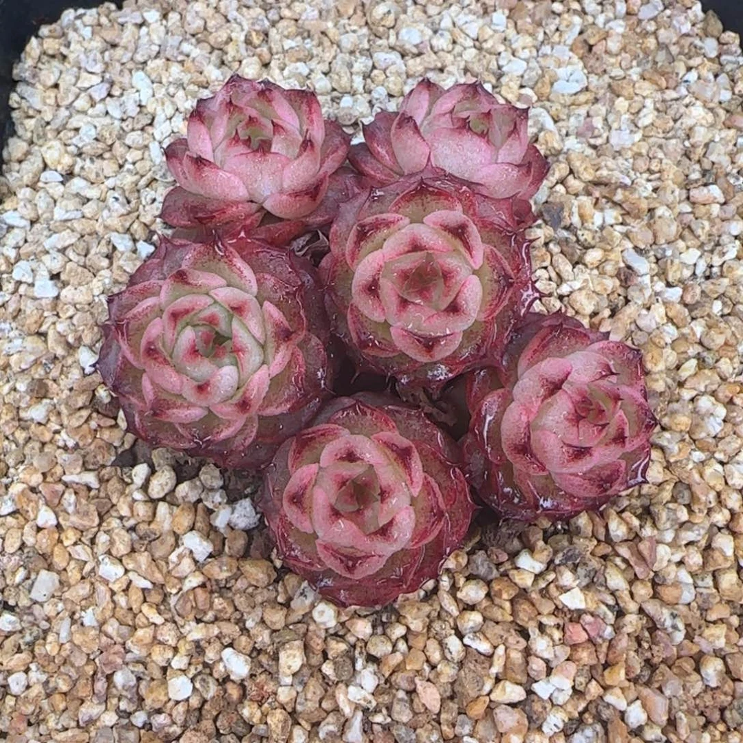 从前慢花园精选多肉巧克力摩卡