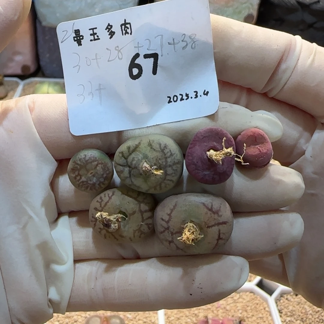丁*多肉多肉多肉3.4-067