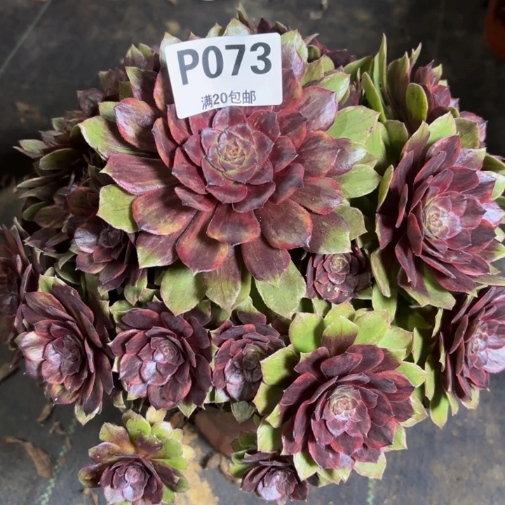 瑞妈多肉植物。073