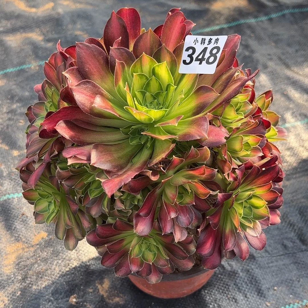 明***好348韶华捧花法师一颗