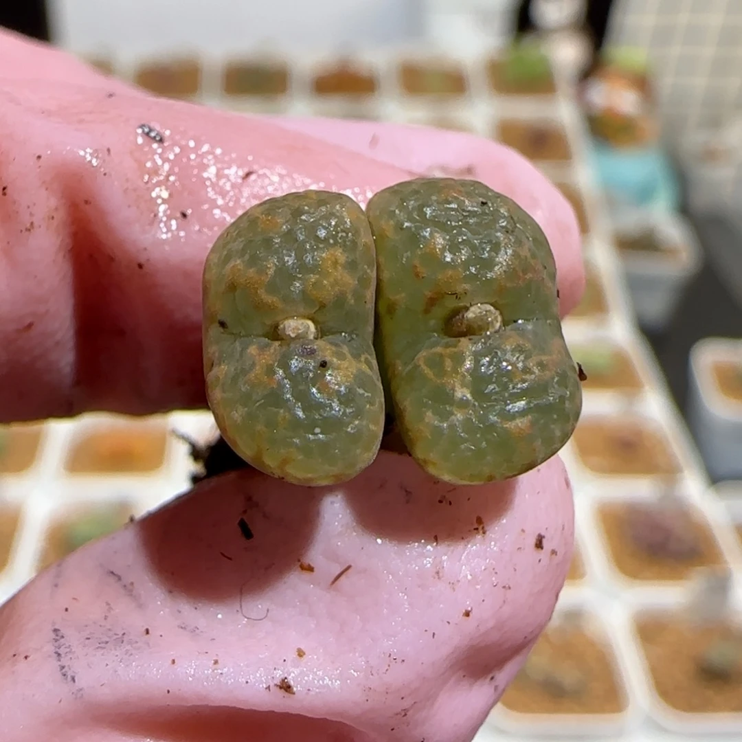 肉锥多肉植物组合-爱心勋章1192