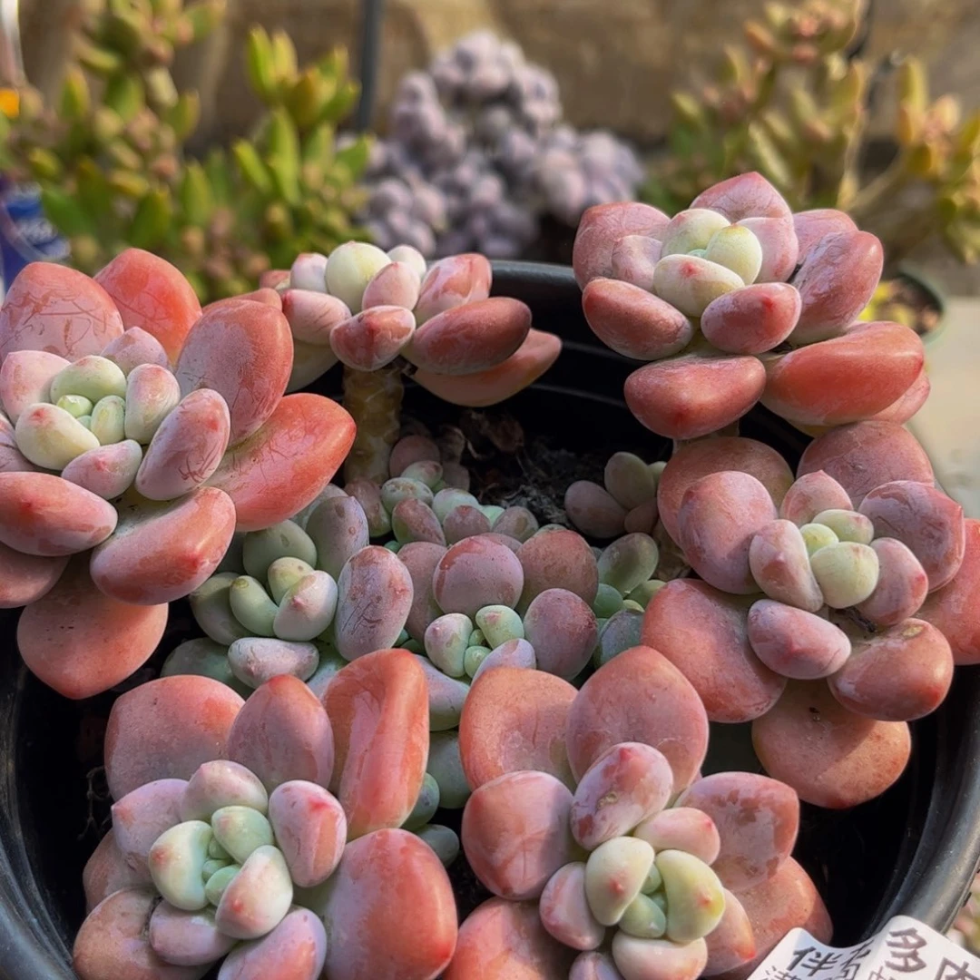 014樱花洛神15cm多肉植物