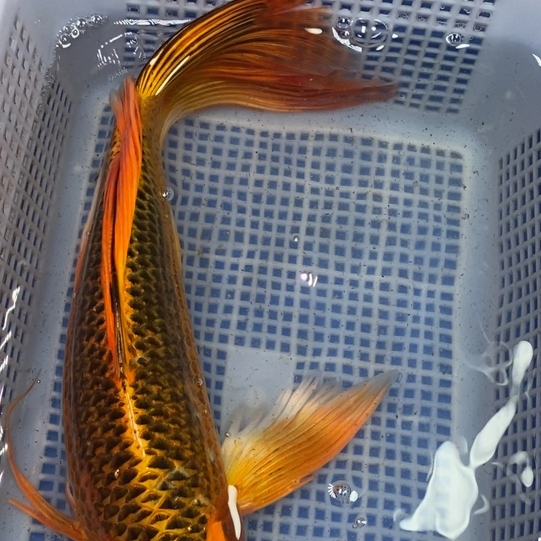 锦鲤冷水锦鲤包邮