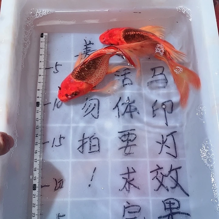 蝴蝶鲤鱼渔场直发98