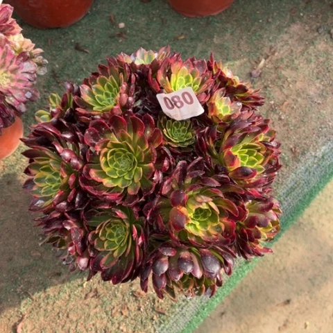 080朝霞朵朵多肉，